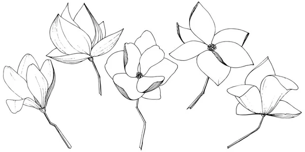 Vektor Magnolia Foral botaniska blommor. Svart och vit graverad bläck konst. Isolerad Magnolia illustration element. — Stock vektor