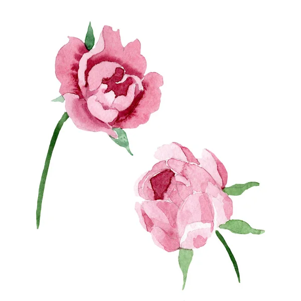 Fleurs botaniques florales pivoine rouge foncé. Ensemble d'illustration de fond aquarelle. Élément d'illustration de pivoine isolé . — Photo