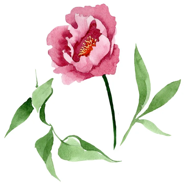 Fleurs botaniques florales pivoine rouge foncé. Ensemble d'illustration de fond aquarelle. Élément d'illustration de pivoine isolé . — Photo