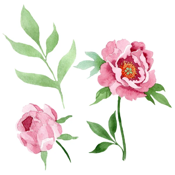 Σκούρο κόκκινη παιωνία floral βοτανική λουλούδια. Σύνολο εικονογράφησης φόντου. Μεμονωμένο στοιχείο απεικόνισης παιωνία. — Φωτογραφία Αρχείου