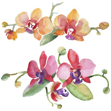 Orkide buketleri çiçek botanik çiçekler. Suluboya arka plan illüstrasyon seti. İzole orkide illüstrasyon elemanı.