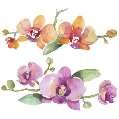 Orkide buketleri çiçek botanik çiçekler. Suluboya arka plan illüstrasyon seti. İzole orkide illüstrasyon elemanı.