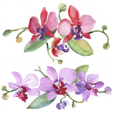 Orkide buketleri çiçek botanik çiçekler. Suluboya arka plan illüstrasyon seti. İzole orkide illüstrasyon elemanı.