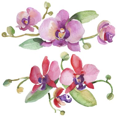 Orkide buketleri çiçek botanik çiçekler. Suluboya arka plan illüstrasyon seti. İzole orkide illüstrasyon elemanı.