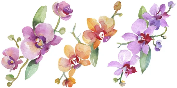 Ramos de orquídeas flores botánicas florales. Conjunto de ilustración de fondo acuarela. Elemento de ilustración de orquídea aislada . —  Fotos de Stock