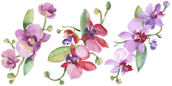 Bukiety orchidei kwiatów kwiatów botanicznych. Akwarela zestaw ilustracji tła. Element ilustracji na białym tle Orchidea. — Zdjęcie stockowe