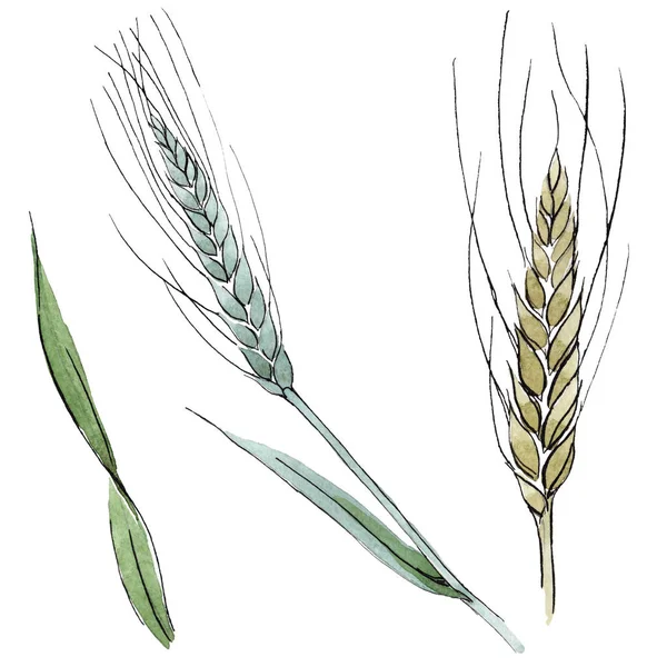 Green ear of wheat and blade of grass. Watercolor background illustration set. Isolated spica illustration element.
