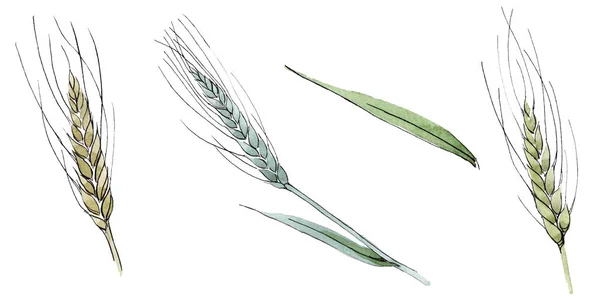 Orelha verde de trigo e lâmina de grama. Conjunto de ilustração de fundo aquarela. Isolado elemento de ilustração spica . — Fotografia de Stock