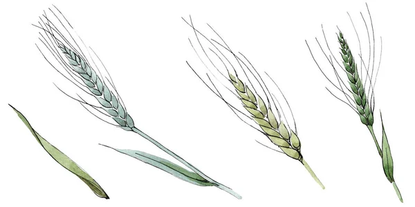 Groen oor van tarwe en blad van gras. Aquarel achtergrond illustratie instellen. Geïsoleerde Spica illustratie element. — Stockfoto