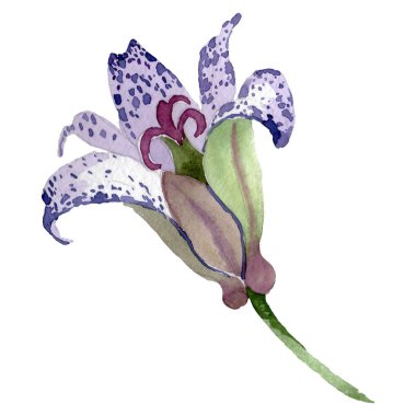 Menekşe tricyrtis çiçek botanik çiçek. Suluboya arka plan illüstrasyon seti. İzole zambak illüstrasyon elemanı.
