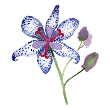 Menekşe tricyrtis çiçek botanik çiçek. Suluboya arka plan illüstrasyon seti. İzole zambak illüstrasyon elemanı.