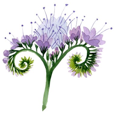 Mor phacelia çiçek botanik çiçek. Suluboya arka plan illüstrasyon seti. İzole facelia illüstrasyon elemanı.