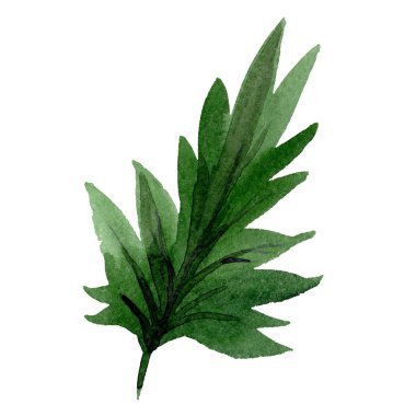 Phacelia yeşil yaprak çiçek botanik çiçek. Suluboya arka plan seti. İzole facelia illüstrasyon elemanı.