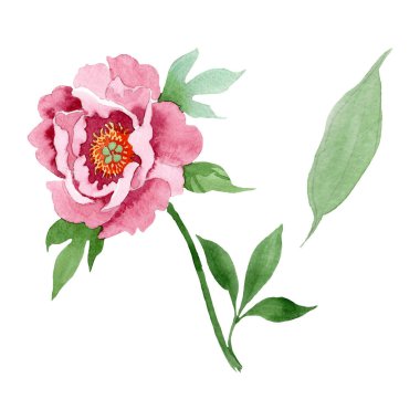 Koyu kırmızı şakayık çiçek botanik çiçekler. Suluboya arka plan illüstrasyon seti. İzole şakayık illüstrasyon elemanı.