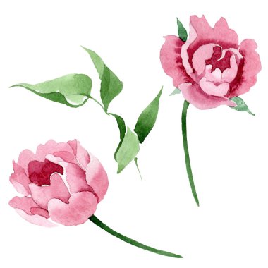 Koyu kırmızı şakayık çiçek botanik çiçekler. Suluboya arka plan illüstrasyon seti. İzole şakayık illüstrasyon elemanı.