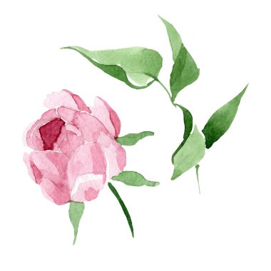 Koyu kırmızı şakayık çiçek botanik çiçekler. Suluboya arka plan illüstrasyon seti. İzole şakayık illüstrasyon elemanı.