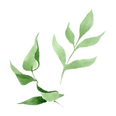 Şakayık yeşil çiçek botanik çiçekler bırakır. Suluboya arka plan seti. İzole şakayık illüstrasyon elemanı.