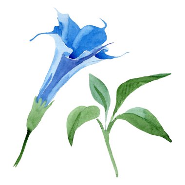 Mavi brugmansia çiçek botanik çiçekleri. Suluboya arka plan seti. İzole brugmansia illüstrasyon elemanı.