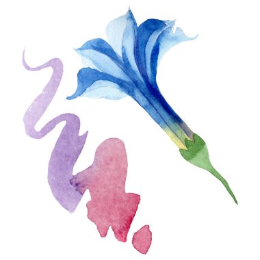 Mavi brugmansia çiçek botanik çiçekleri. Suluboya arka plan seti. İzole brugmansia illüstrasyon elemanı.