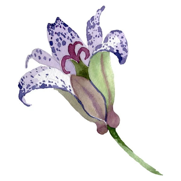 Flor botánica floral tricyrtis violeta. Conjunto de ilustración de fondo acuarela. Elemento de ilustración de lirio aislado . — Foto de Stock