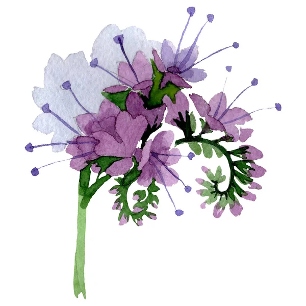 Mor phacelia çiçek botanik çiçek. Suluboya arka plan illüstrasyon seti. İzole facelia illüstrasyon elemanı. — Stok fotoğraf