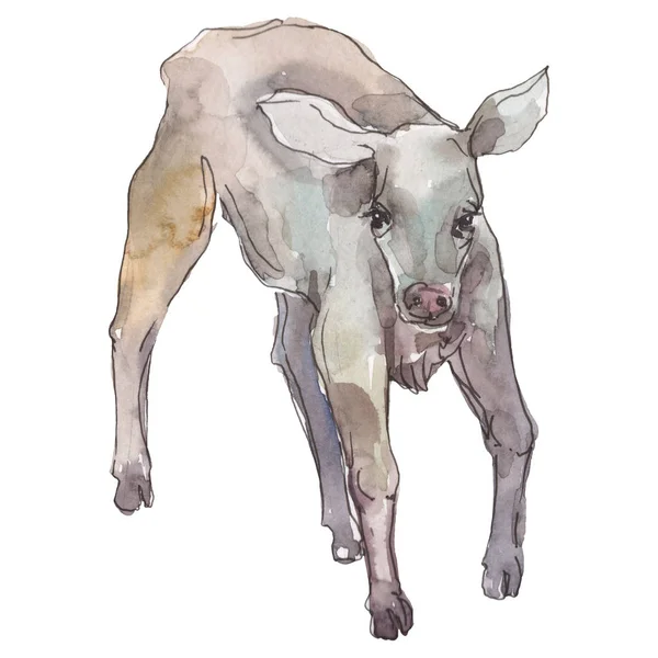 Cow farm animal in a watercolor style isolated. Watercolor background set. Isolated calf illustration element. — Stock Photo, Image