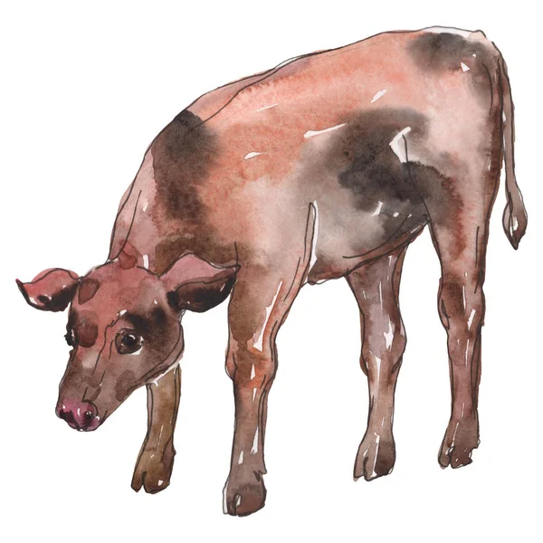 Animal de granja de vacas en un estilo acuarela aislado. Conjunto de fondo acuarela. Elemento de ilustración de ternera aislada . — Foto de Stock
