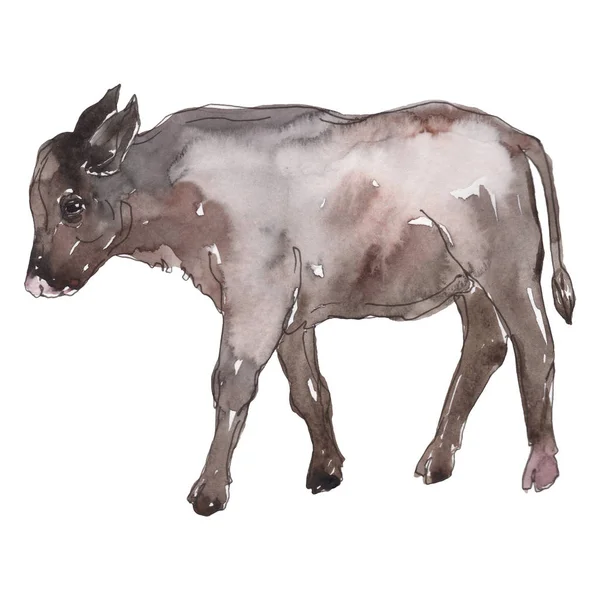 Vaca animal de fazenda em um estilo aquarela isolado. Conjunto de fundo aquarela. Elemento de ilustração isolado da vitela . — Fotografia de Stock