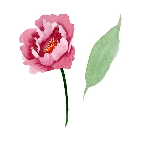 Fleurs botaniques florales pivoine rouge foncé. Ensemble d'illustration de fond aquarelle. Élément d'illustration de pivoine isolé . — Photo