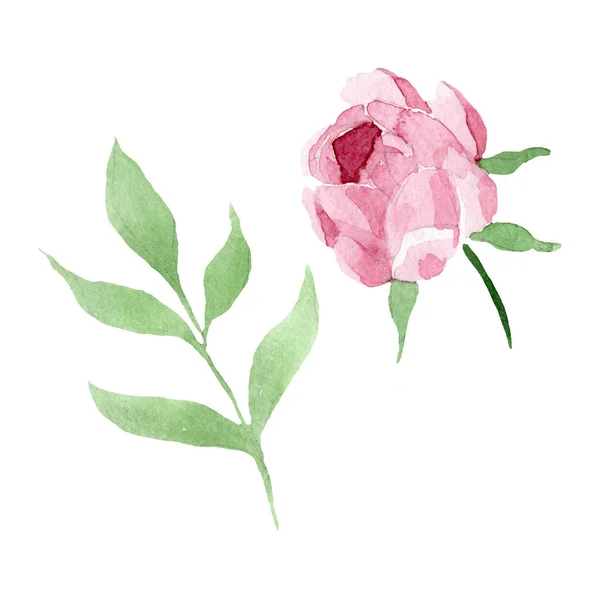 Fleurs botaniques florales pivoine rouge foncé. Ensemble d'illustration de fond aquarelle. Élément d'illustration de pivoine isolé . — Photo