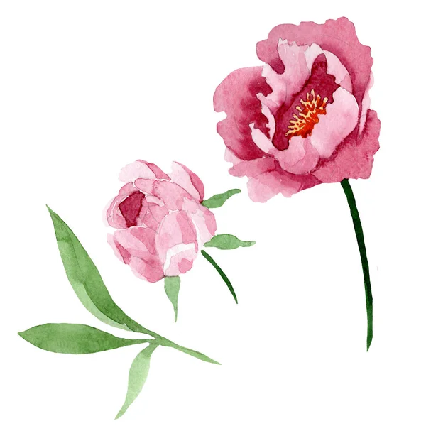 Fleurs botaniques florales pivoine rouge foncé. Ensemble d'illustration de fond aquarelle. Élément d'illustration de pivoine isolé . — Photo