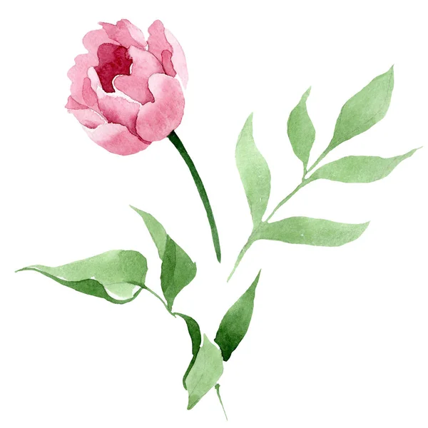 Pedônia vermelha escura flores botânicas florais. Conjunto de ilustração de fundo aquarela. Isolado peônia ilustração elemento . — Fotografia de Stock