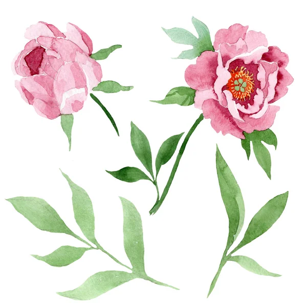 Fleurs botaniques florales pivoine rouge foncé. Ensemble d'illustration de fond aquarelle. Élément d'illustration de pivoine isolé . — Photo