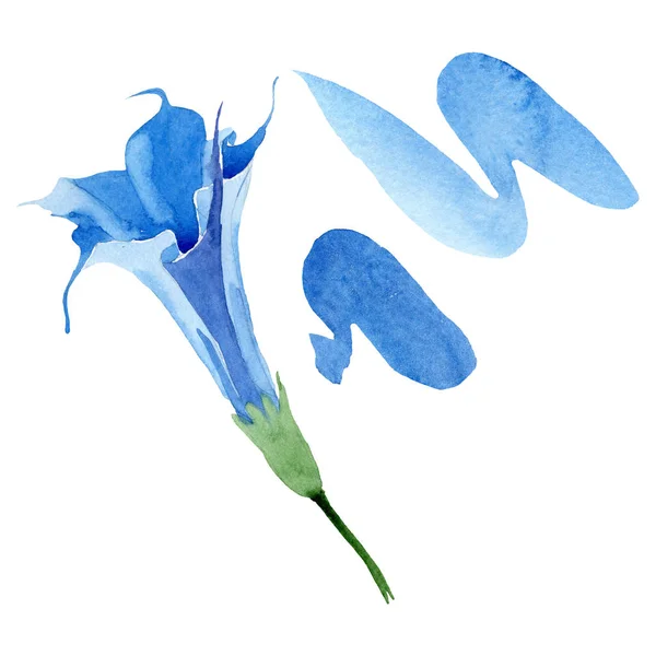 Modré květinové květy. Barevné pozadí. Izolovaná Brugmansia-ilustrace. — Stock fotografie
