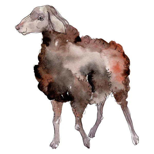 Овцеводческое животное в акварельном стиле изолировано. Aquarelle дикое животное для фона .. — стоковое фото