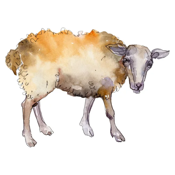 Owce rolnicze zwierzę w stylu akwarela na białym tle. Aquarelle dzikie zwierzę dla tła.. — Zdjęcie stockowe