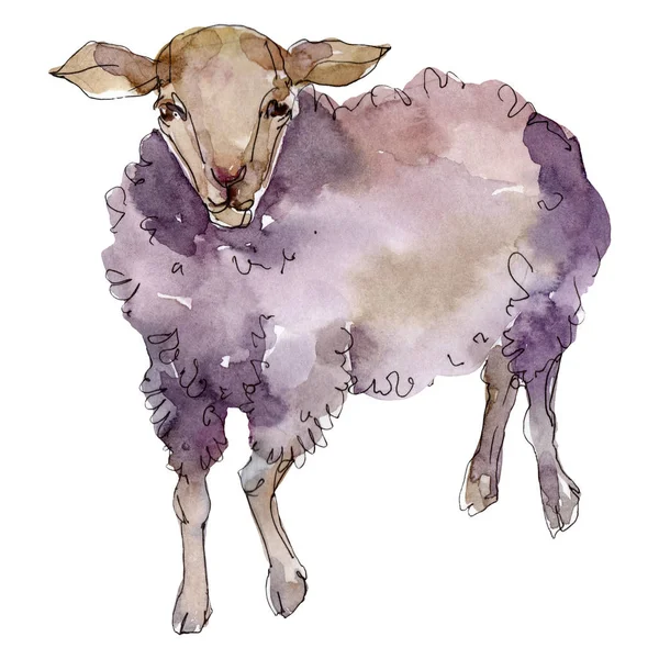羊农场动物以水彩风格隔离。水瓶座野生动物的背景.. — 图库照片