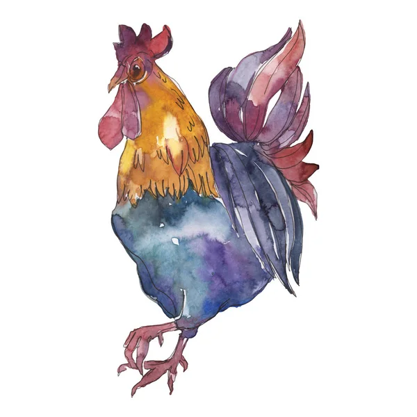 Gallo exótico animal de granja en un estilo acuarela aislado. Aquarelle animal salvaje de fondo . — Foto de Stock