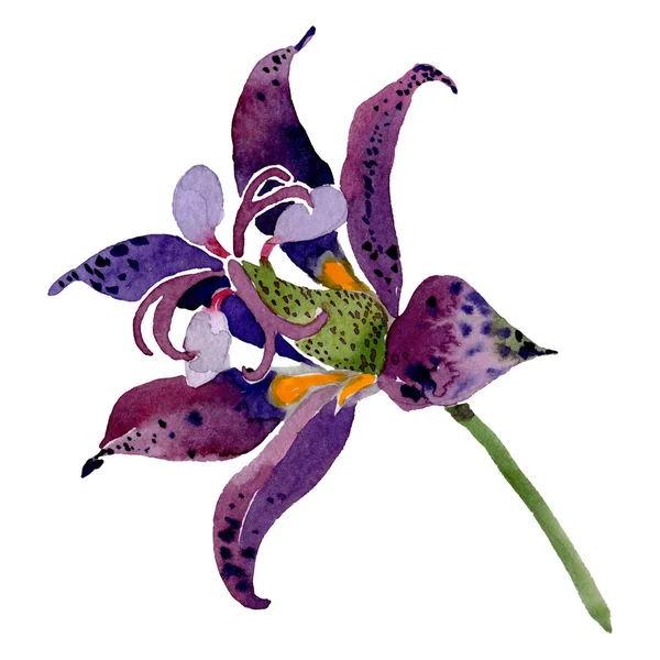 Tricirtis púrpura flor botánica floral. Conjunto de ilustración de fondo acuarela. Elemento ilustrativo aislado de lilya . — Foto de Stock