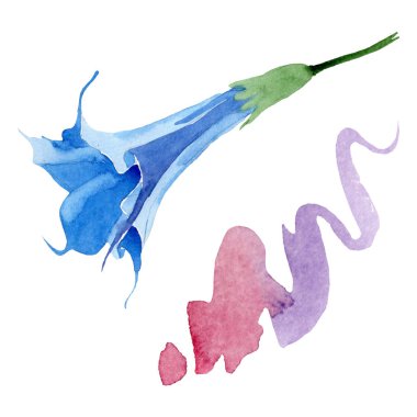 Mavi brugmansia çiçek botanik çiçekleri. Suluboya arka plan seti. İzole brugmansia illüstrasyon elemanı.