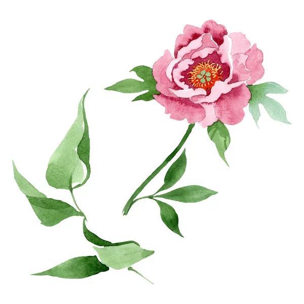 Fleurs botaniques florales pivoine rouge foncé. Ensemble d'illustration de fond aquarelle. Élément d'illustration de pivoine isolé . — Photo