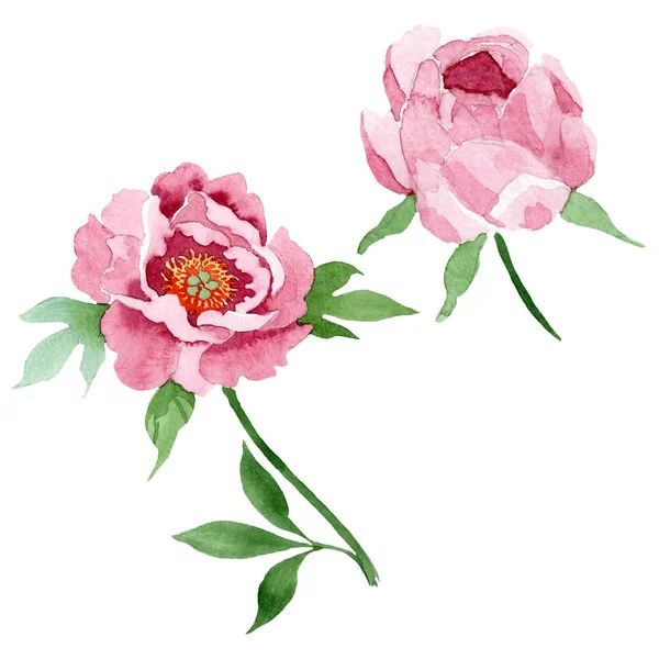 Dark red peony floral botanical flowers. Watercolor background illustration set. Isolated peony illustration element.