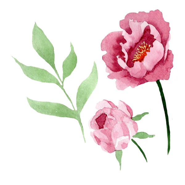 Fleurs botaniques florales pivoine rouge foncé. Ensemble d'illustration de fond aquarelle. Élément d'illustration de pivoine isolé . — Photo