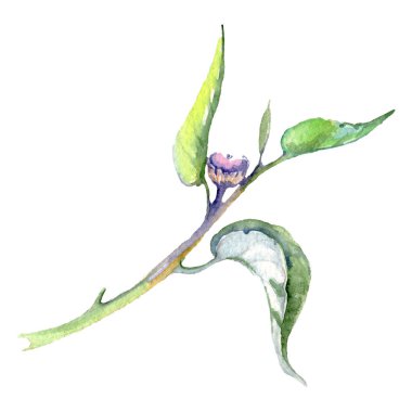 Okaliptüs yeşil yaprak ve çiçek. Suluboya arka plan seti. İzole okaliptüs illüstrasyon elemanı.