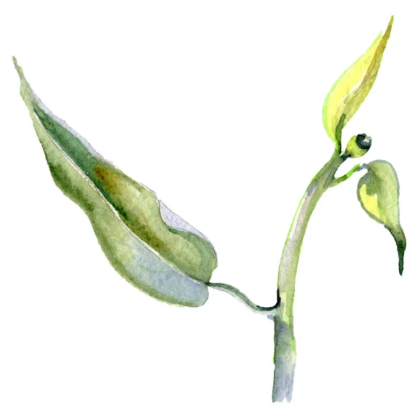 Eucalyptus groene blad. Aquarel achtergrond illustratie instellen. Geïsoleerde eucalyptus illustratie element. — Stockfoto