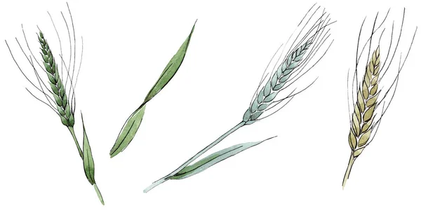 小麦の緑の耳と草の刃。●水彩背景イラストセット。分離されたスピカイラスト要素. — ストック写真