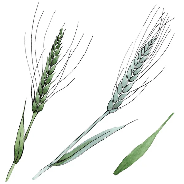Green ear of wheat and blade of grass. Watercolor background illustration set. Isolated spica illustration element.