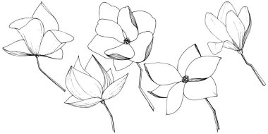 Vektör Magnolia foral botanik çiçekler. Siyah ve beyaz oyulmuş mürekkep sanatı. İzole manolya illüstrasyon elemanı.