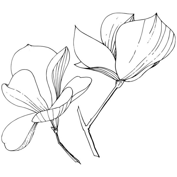 Векторные ботанические цветы Магнолии. Черно-белый рисунок чернил. Изолированный элемент иллюстрации магнолии
.