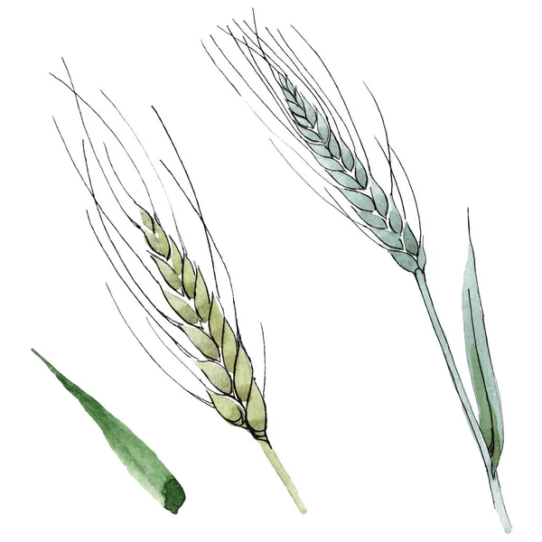 Groen oor van tarwe en blad van gras. Aquarel achtergrond illustratie instellen. Geïsoleerde Spica illustratie element. — Stockfoto